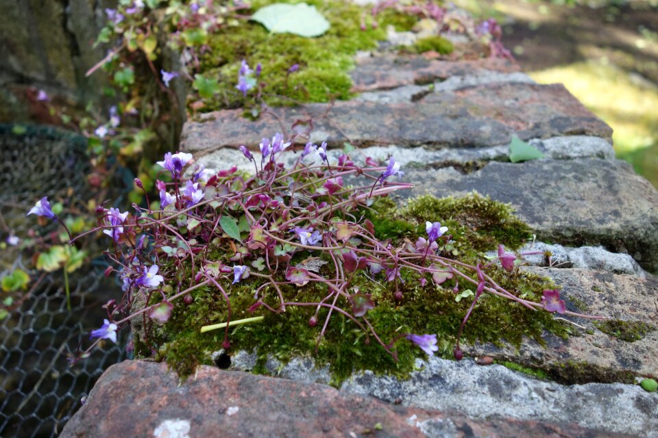 Purple edge wells