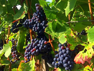 Blue grapes vintage fruit