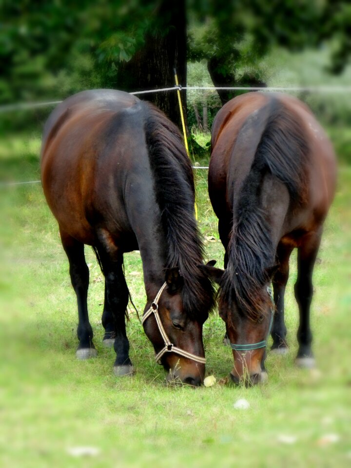 Meadow horses malopolska