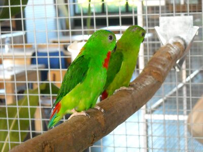 Colorful cage pets