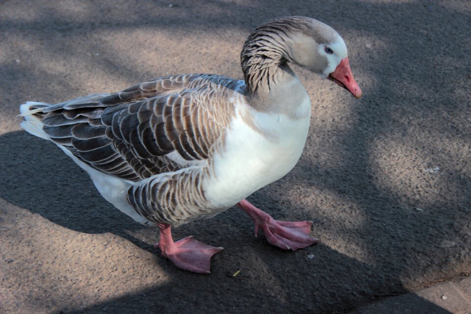 Webbed feet animal wildlife