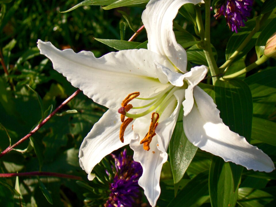 Flower white garden
