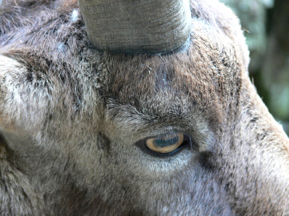 Horns fur close up