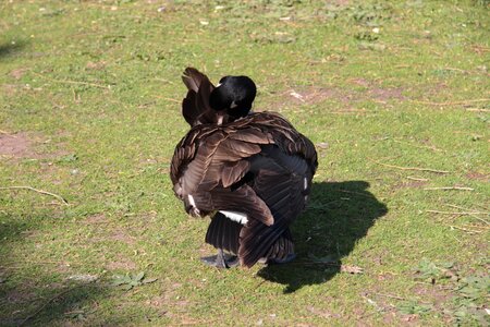 Waterfowl clean bird