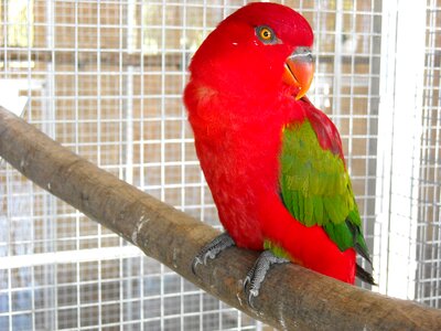 Pet cage red photo