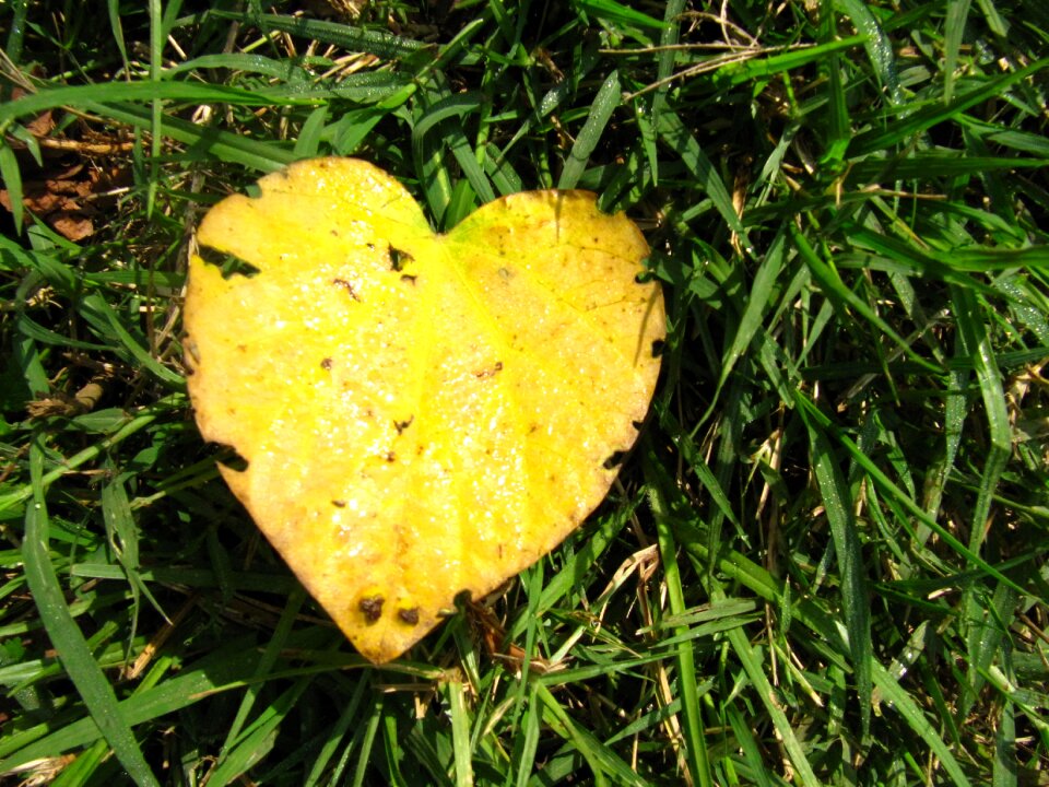 Heart grass nature