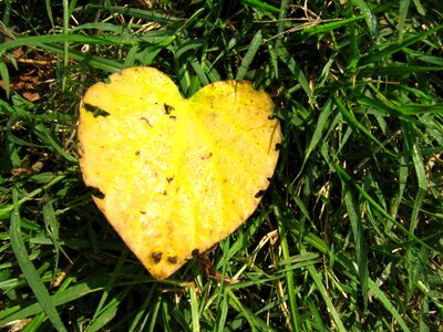 Heart grass nature