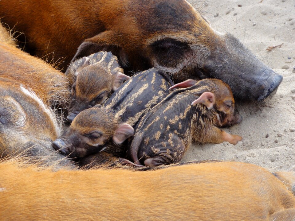 Piglets asleep african pig