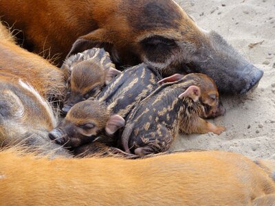 Piglets asleep african pig