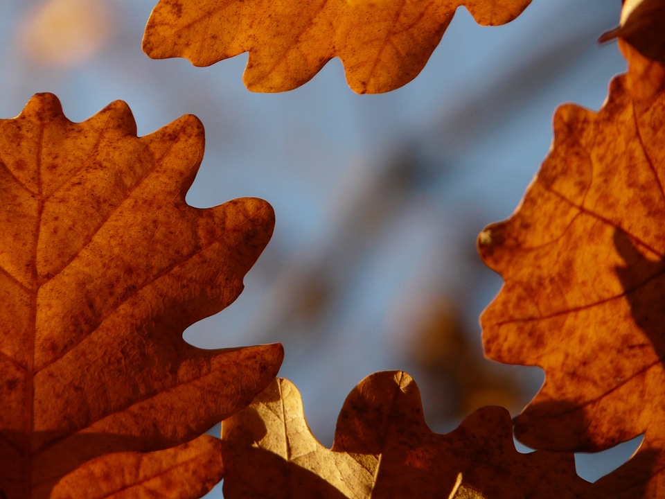Sessile oak quercus petraea winter oak