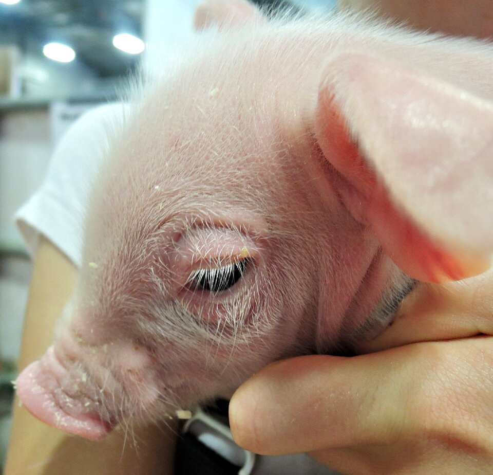 Baby canada new born