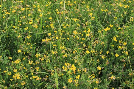Steppe yellow fine
