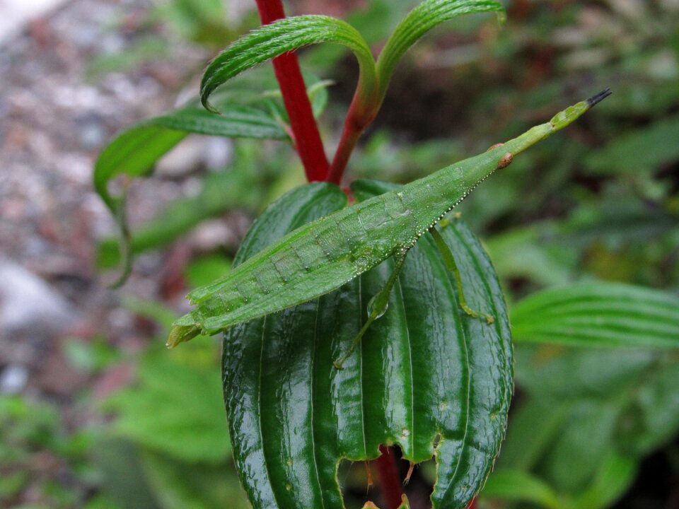 Jungle insect green