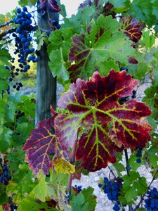 Vineyard grape autumn