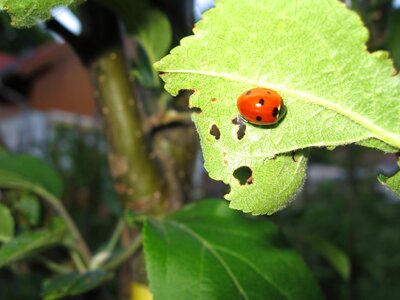 Insect leaf green photo