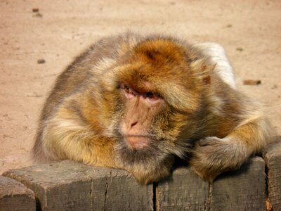 Monkey animals the prague zoo photo