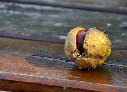 Chestnut autumn nature