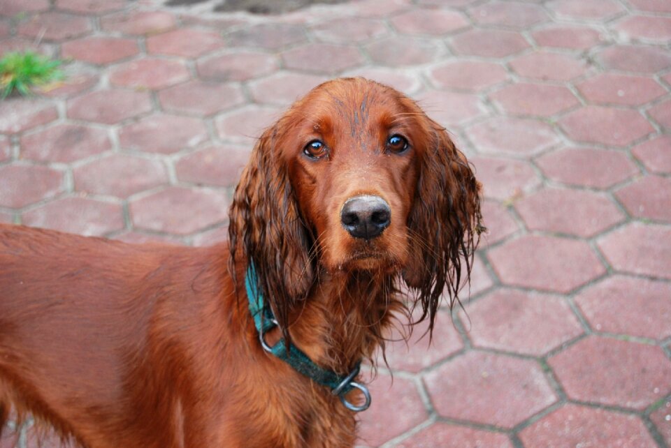 Wet good animal pertrait