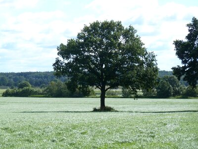 Quercus landscape deciduous tree