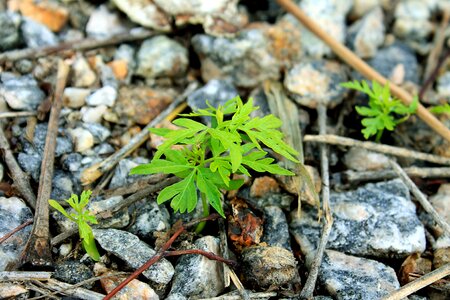Leaf survivor stones