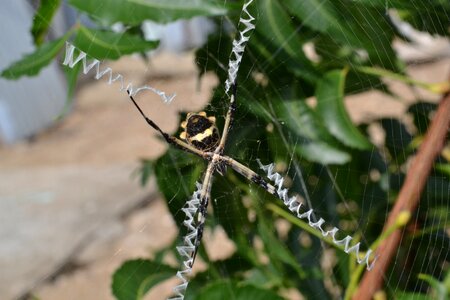 Danger nature arachnid