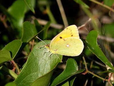 Beauty insects wings