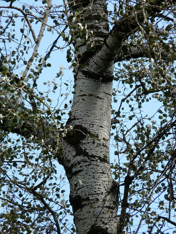 Tree poplar white poplar