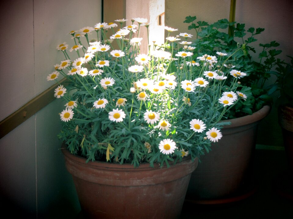 Patio plants flowers feather