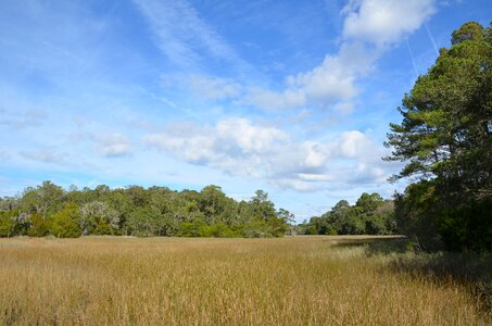 Marsh coastal nature