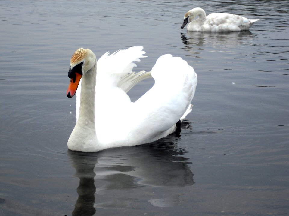 White bird
