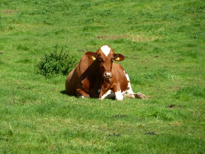 Agriculture animal husbandry grass photo