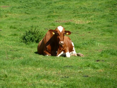 Agriculture animal husbandry grass