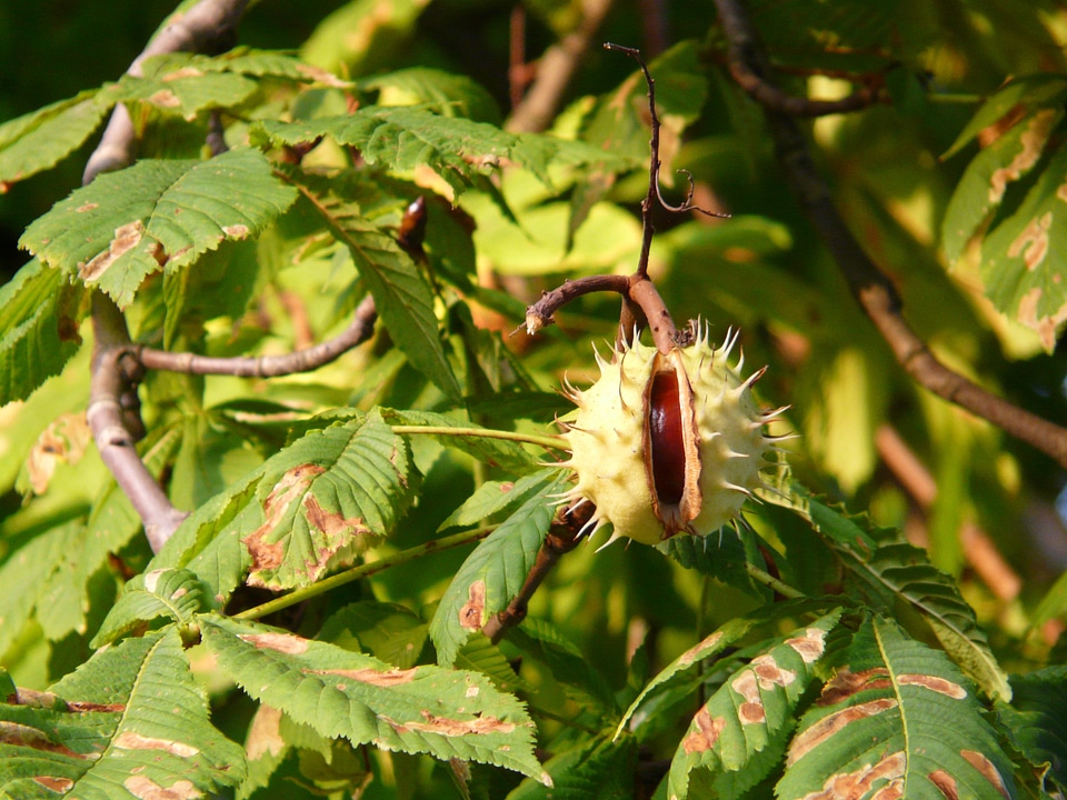 Branch leaves chestnut leaves