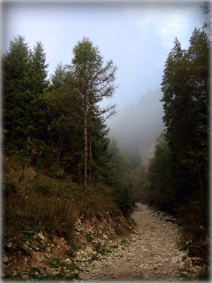 Way trail tree