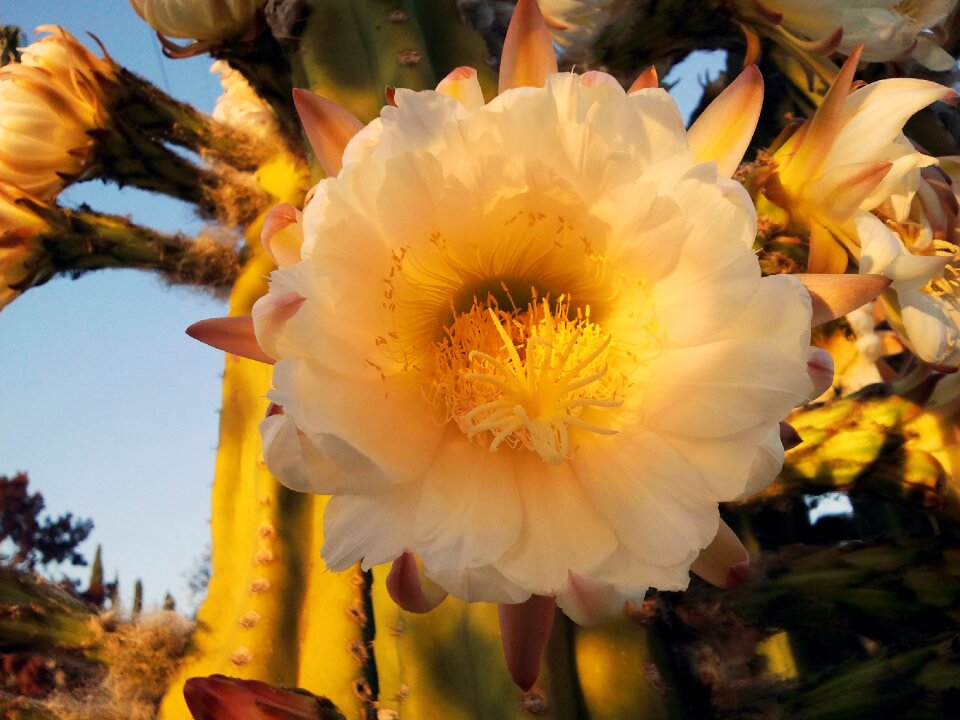 Plant blooming yellow