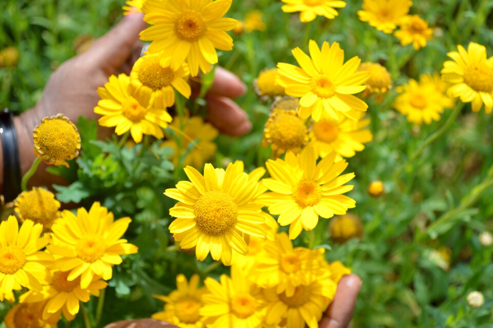 Flowers plant nature