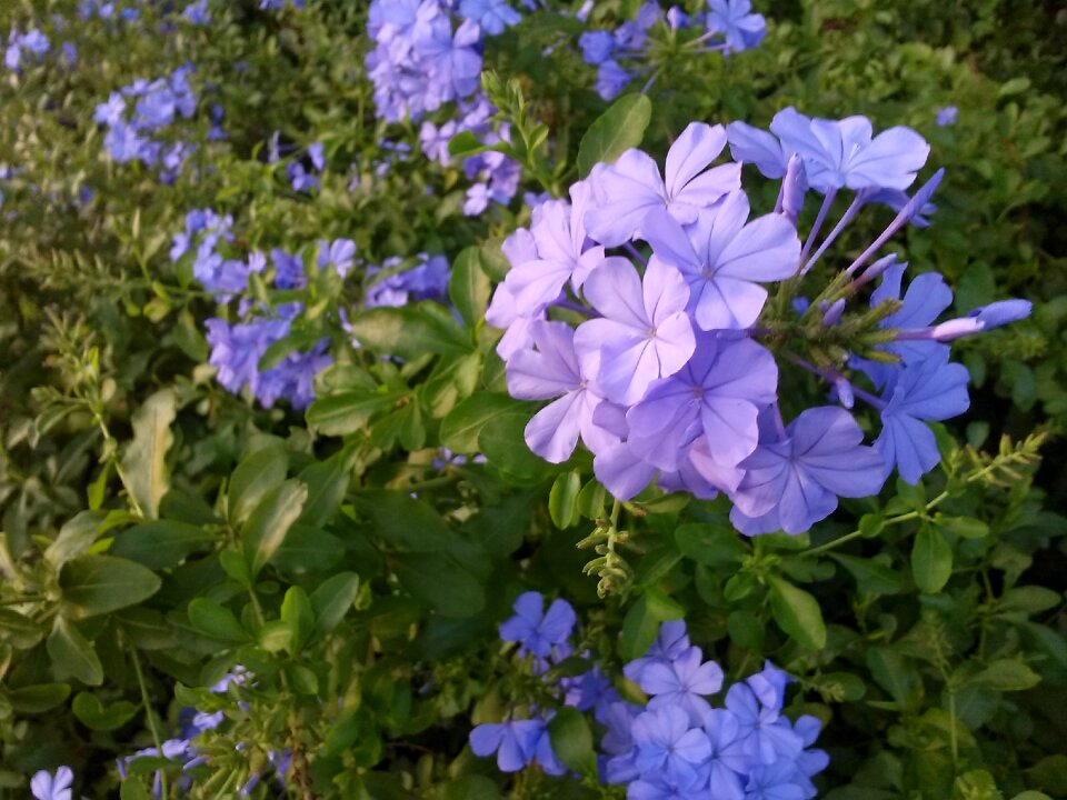 Nature floral spring