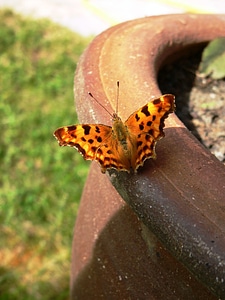 Proboscis antenna nymphalidae