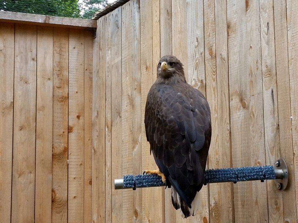Creature animal bird of prey