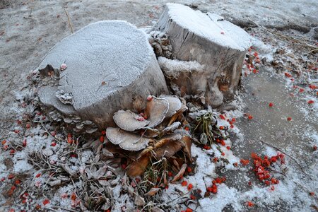 Winter rime rowan photo