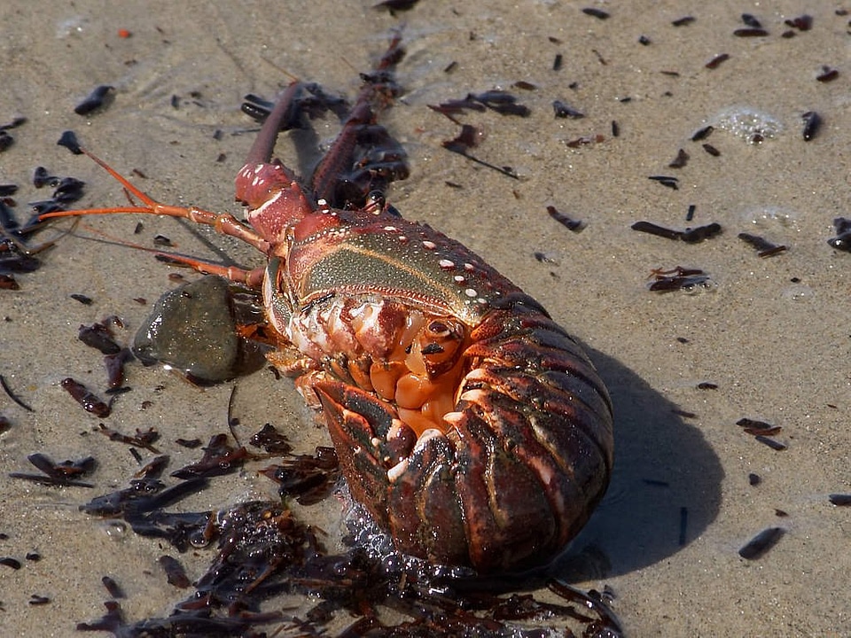 Shell crawfish beach