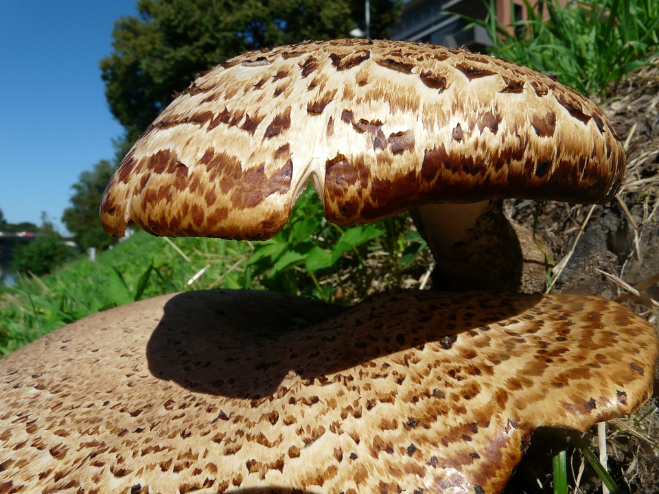 Polyporus squamosus fungal species log
