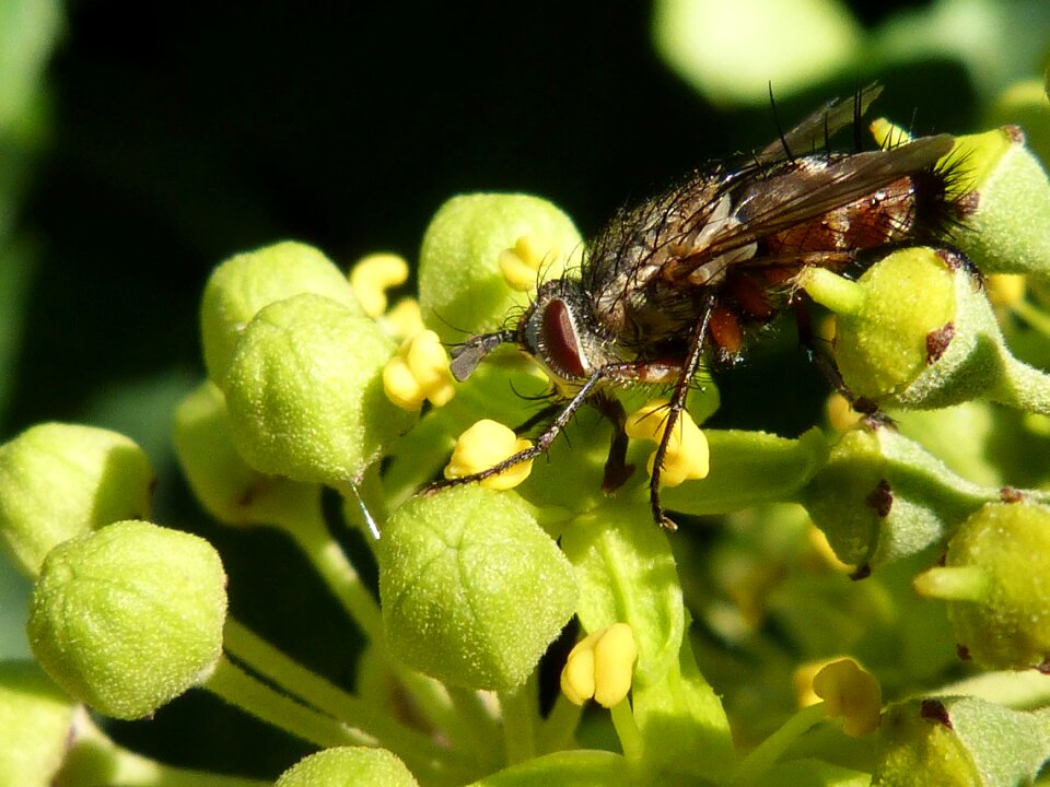 Fly botfly nuisance