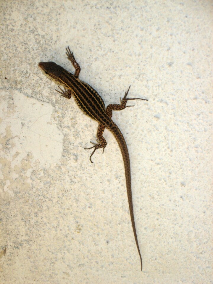 Nature reptile animal