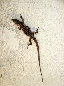 Nature reptile animal