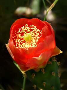 Beauty thorny flowers
