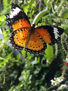Beauty nature