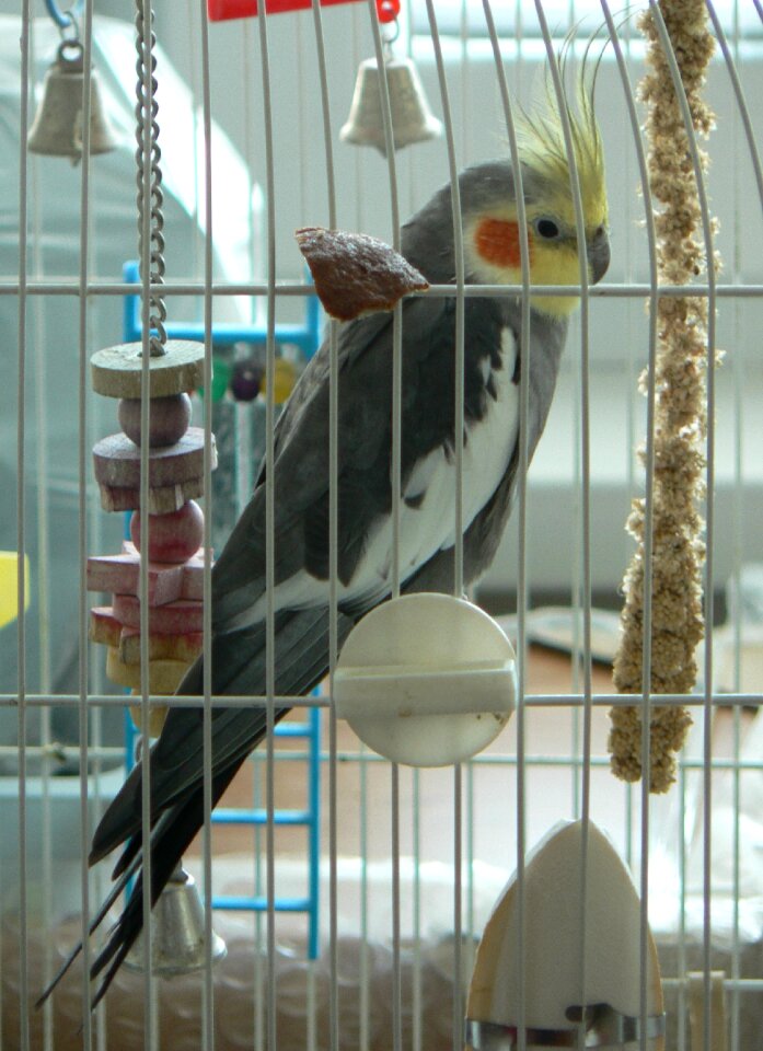 Parrot bird animal portrait