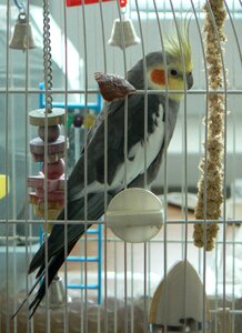 Parrot bird animal portrait photo