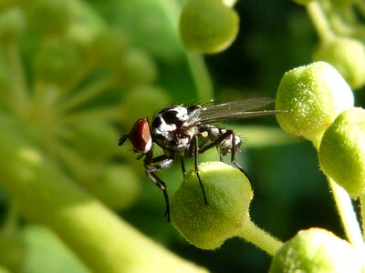 Nuisance botfly horsefly photo